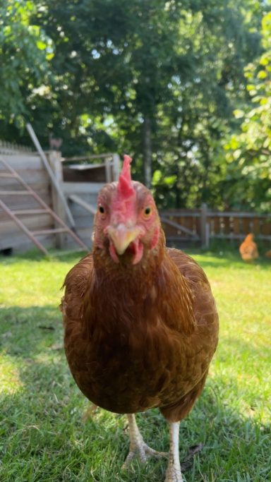 Auslauf ist wichtig für Hühner um diese gesund zu halten und dies fördert die natürliche Produktion von Eiern.