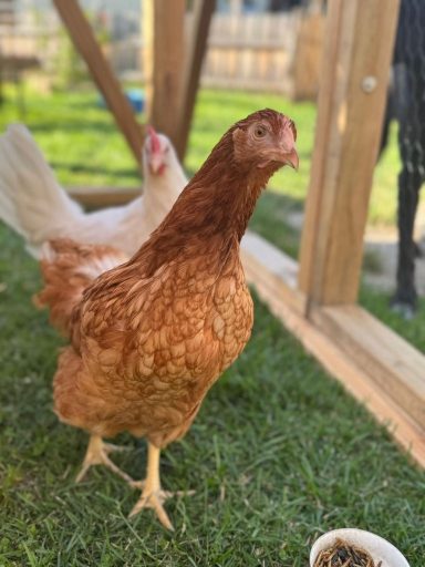Hühner können eine enge Bindung zu ihren Besitzern aufbauen, sodass auch hier viele schöne Momente entstehen können.